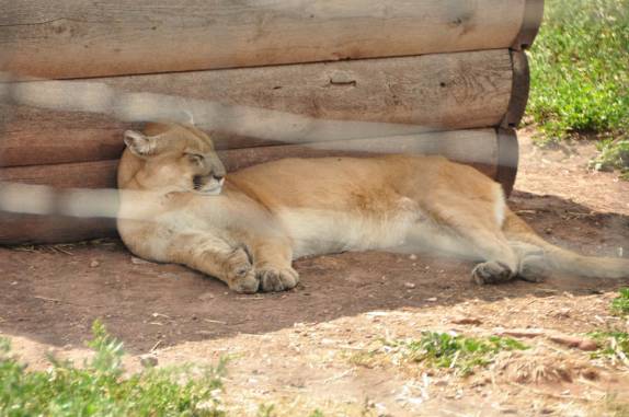 Puma se espreguiçando no Bear Park, em Rapid City, região das Black Hills, em South Dakota, nos Estados Unidos